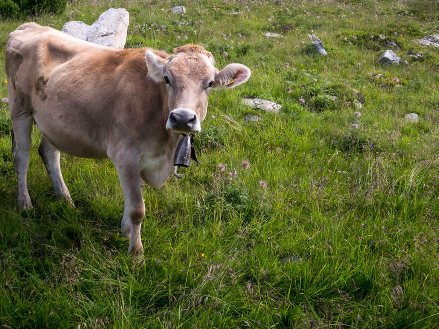 Familienurlaub im Montafon inkl. Halbpension | 5 Nächte