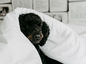 LODGE Weihnachten im privaten Chalet inkl. Christbaum | 4 Nächte