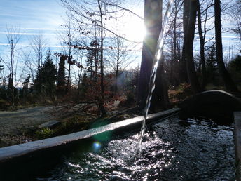 Evergreen- 8 Tage im Oberen Bayerischen Wald - 