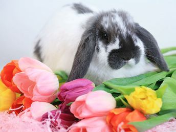 Schöne Ostern I 3 Nächte inkl. Osterbrunch