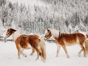 Familienurlaub in der Salzburger Bergwelt | Wandern & Bauernhoferlebnisse  5 Nächte