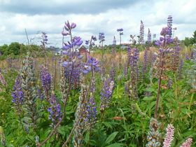 7 Tage/ 6 Nächte Kurzurlaub Hotel Miriquidi mit Premium All Inklusive 