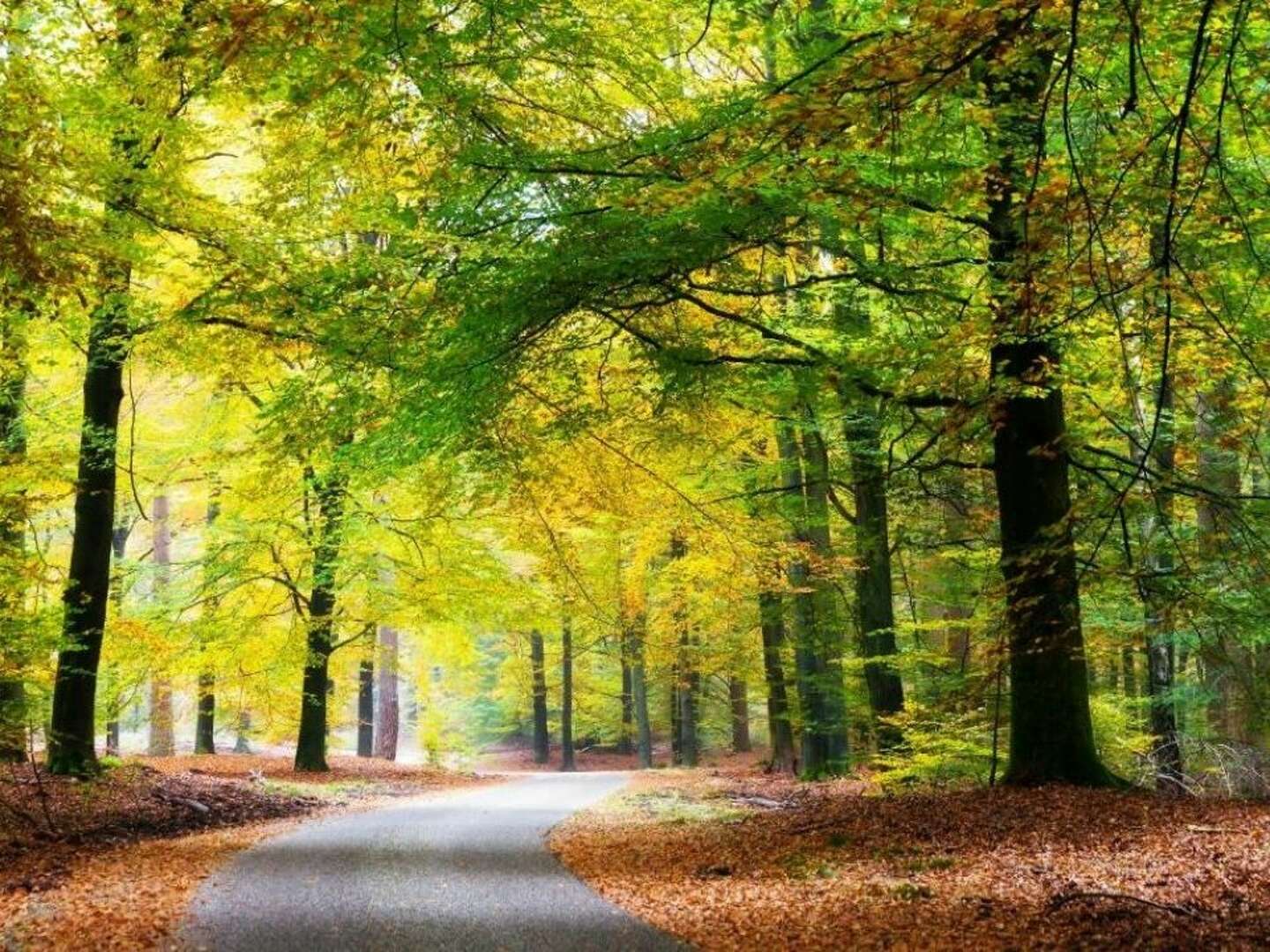 4 Tage Kurzurlaub in Elspeet - Niederlande 3 Nächte 