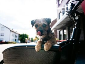 Fietsenpauschale - 3 Tage mit dem Rad durch das Emsland