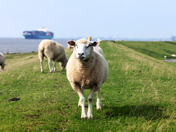 ****- Last Minute- Winter- Auszeit in Carolinensiel direkt am Nordseestrand 