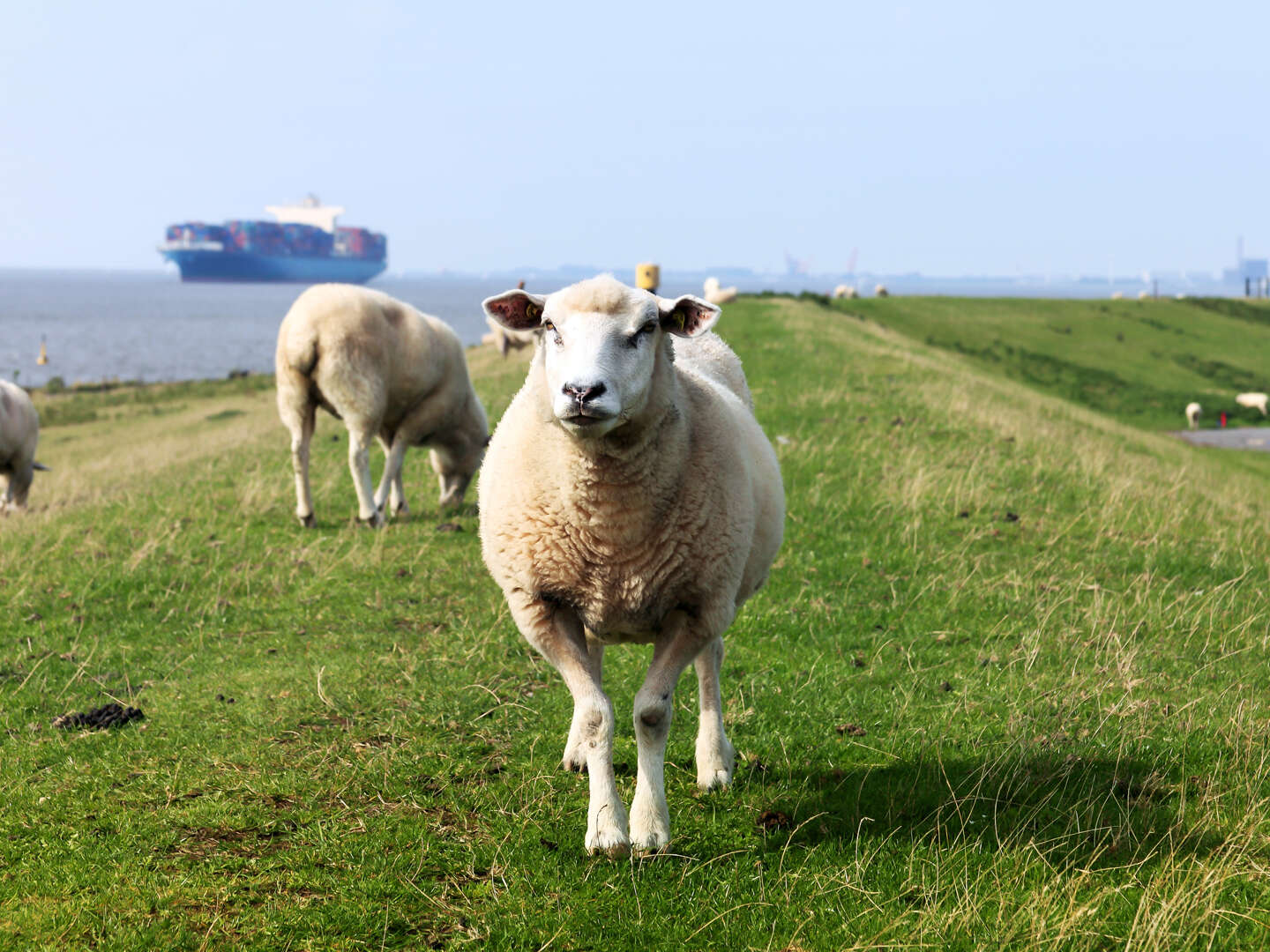 ****- Last Minute- Winter- Auszeit in Carolinensiel direkt am Nordseestrand 