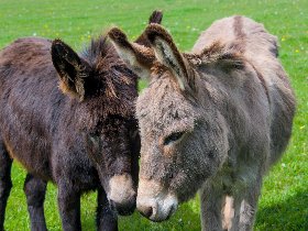 Bergluft & Genusswandern- 5 Tage in Altenberg inkl. Abendessen 