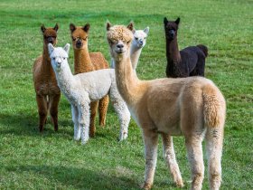 Bergluft & Genusswandern- 5 Tage in Altenberg inkl. Abendessen 