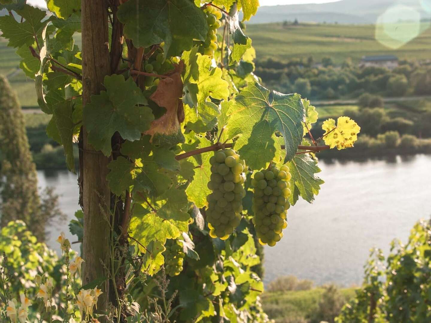 Zauberhafter Advent an der Mosel inkl. vieler Leckerein
