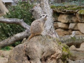 Kelsterbacher Zoo-Abenteuer: Natur & Stadt vereint inkl. 3-Gang Menu | 3 Tage