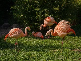 Kelsterbacher Zoo-Abenteuer: Natur & Stadt vereint | 2 Tage