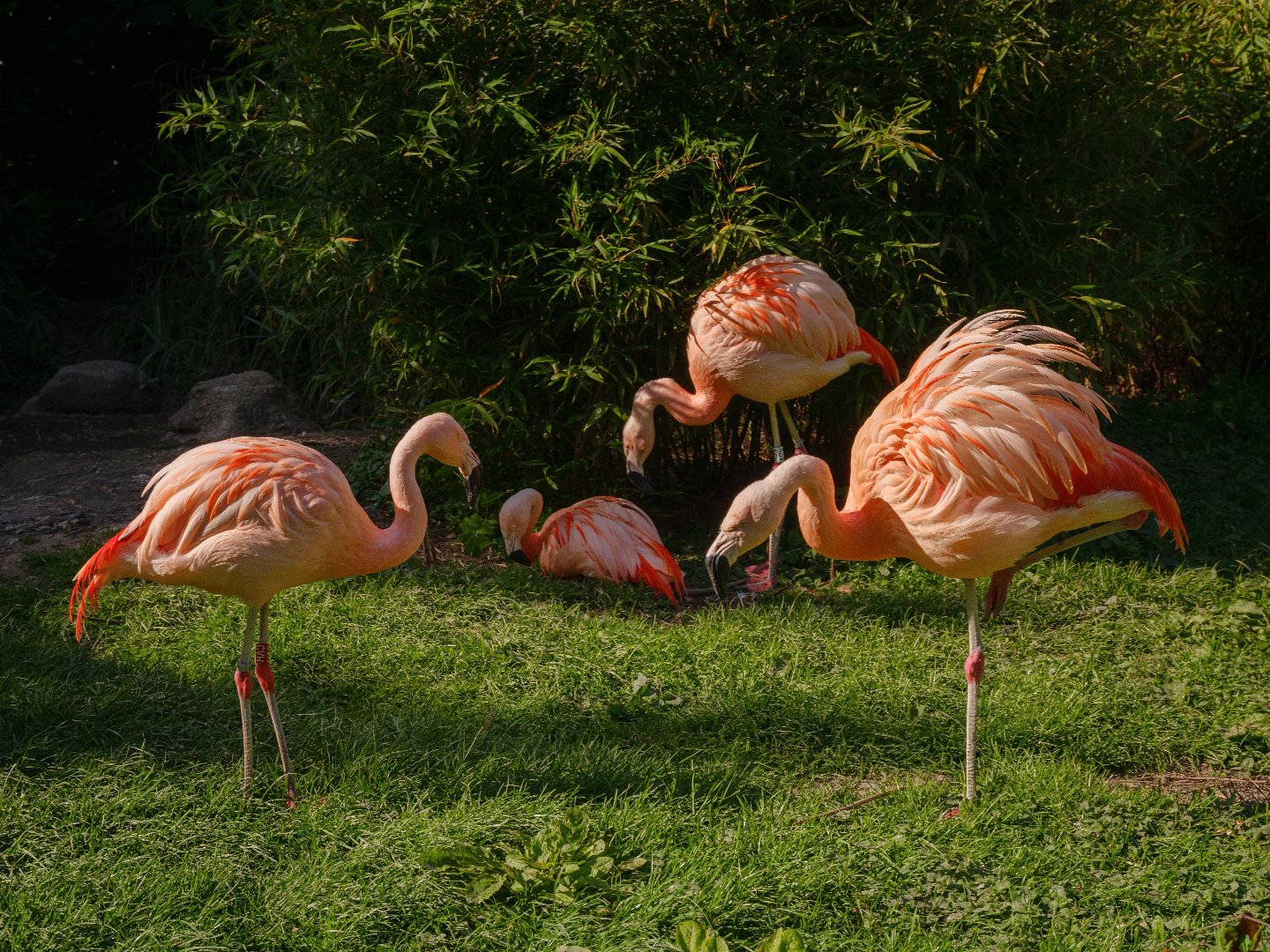 Kelsterbacher Zoo-Abenteuer: Natur & Stadt vereint | 2 Tage