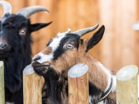 Bergauszeit in der Region Nassfeld-Weißensee | 5 Nächte