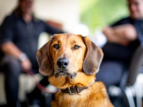 Bergabenteuer & Pfotenglück: Auszeit mit Hund im JUFA Hotel Eisenerz I 3 Tage