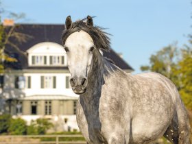 Kurzurlaub mit traditioneller Gutskultur inkl. Abendessen