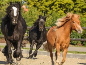 Kurzurlaub mit traditioneller Gutskultur inkl. Abendessen