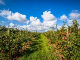 3 Tage Romantische Auszeit im Alten Land bei Hamburg inkl Menü - Nordeuropas größtes Obstanbaugebiet