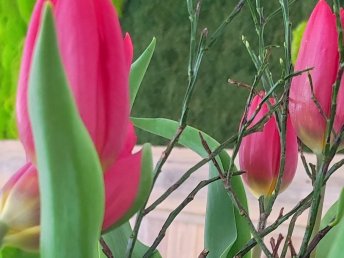Kulinarischer Frühling im Rosental Kärnten | 3 Nächte