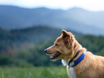 Abenteuer Bayerischer Wald - Urlaub mit Hund | 3 Tage