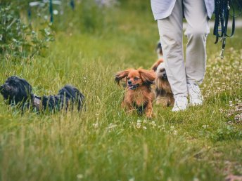 Abenteuer Bayerischer Wald - Urlaub mit Hund | 4 Tage 