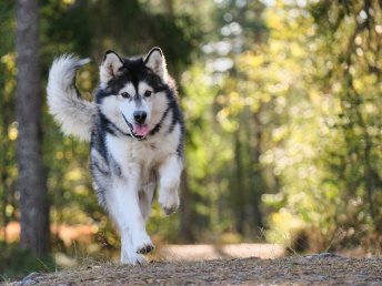 Abenteuer Bayerischer Wald - Urlaub mit Hund | 5 Tage  