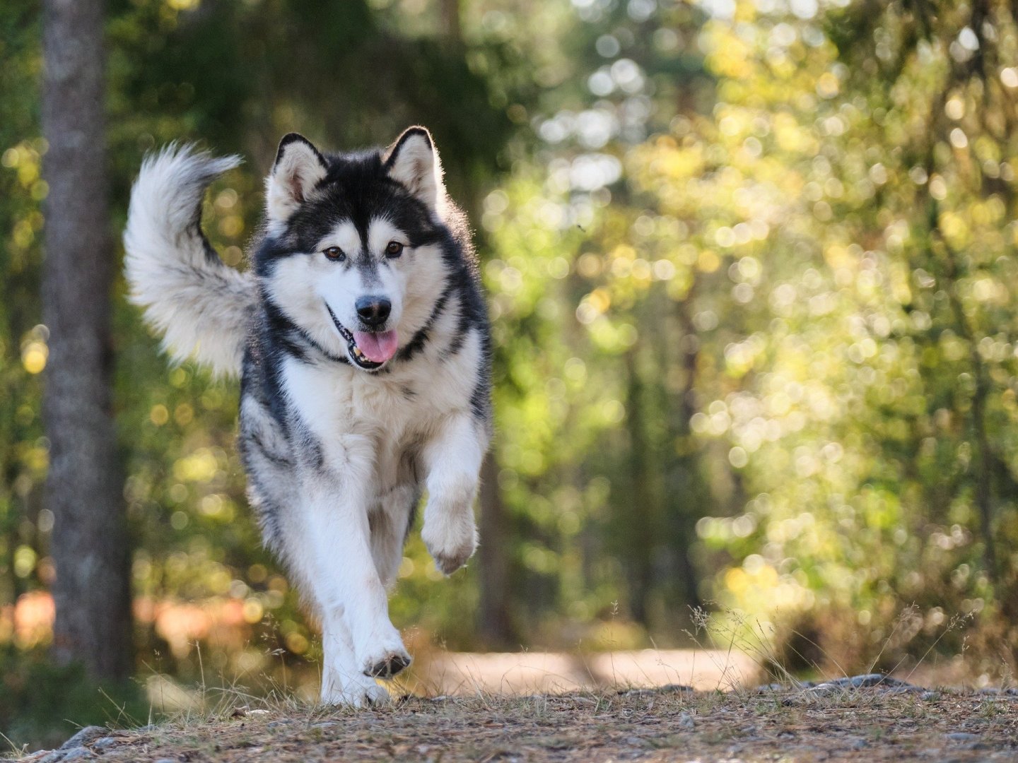Abenteuer Bayerischer Wald - Urlaub mit Hund | 5 Tage  