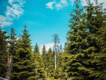 Erholung pur im Harz I 4 Tage Kurzurlaub 