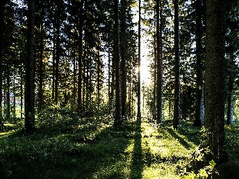 Erholsame Auszeit im Hochschwarzwald – 6 Tage voller Genuss, Entspannung und täglichen Abendmenüs