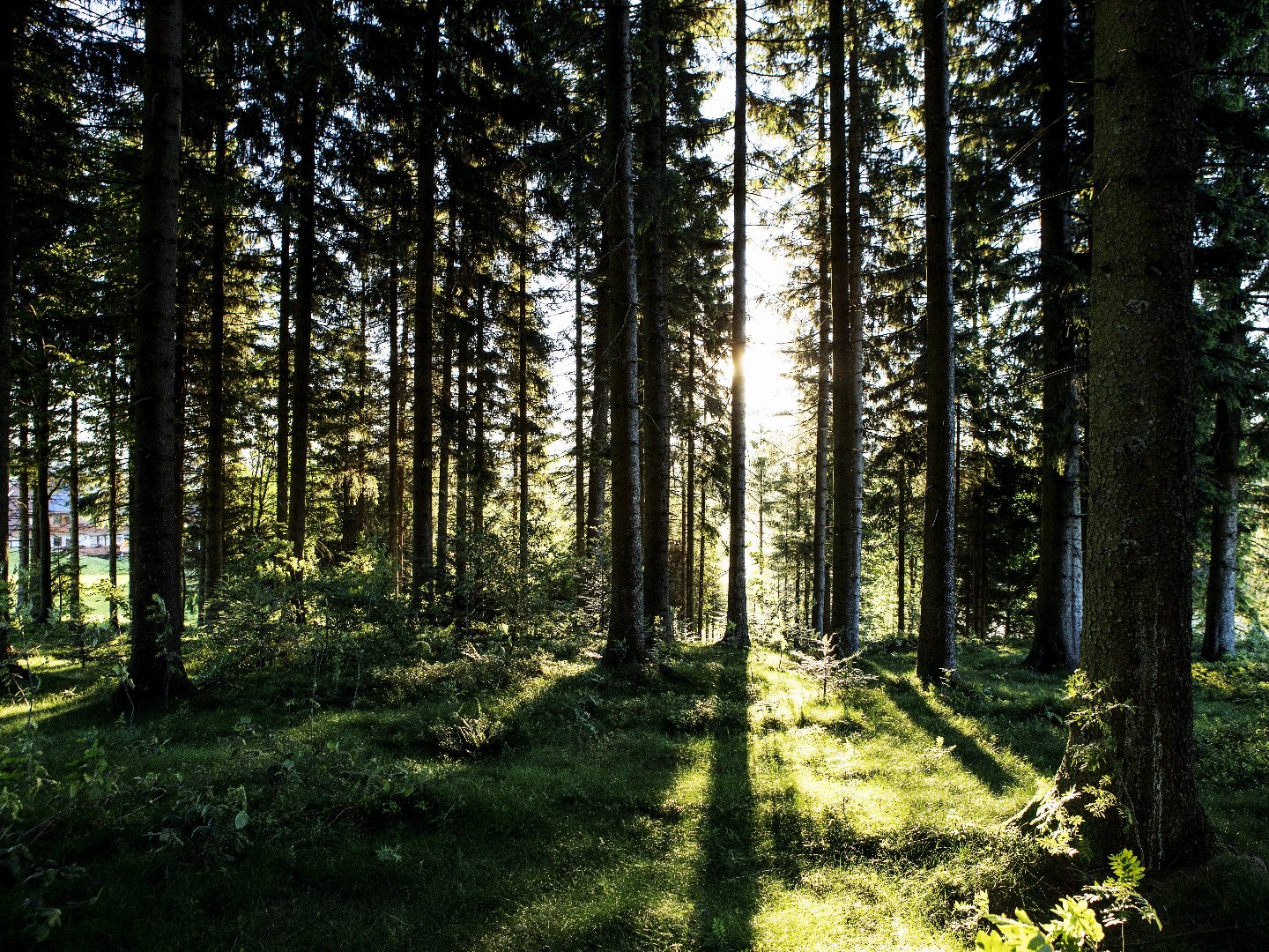 Erholsame Auszeit im Hochschwarzwald – 6 Tage voller Genuss, Entspannung und täglichen Abendmenüs