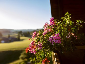 Ihre Auszeit im Grünen: 4 Nächte Natur, Zeit und kulinarischer Genuss inkl. Menü am Anreistag