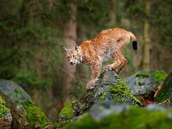 Stadtgeflüster & Fachwerkzauber in Wernigerode - 3 Tage im Harz