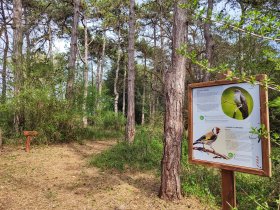 Sommerurlaub in Lignano mit Strandservice | 3 Nächte 