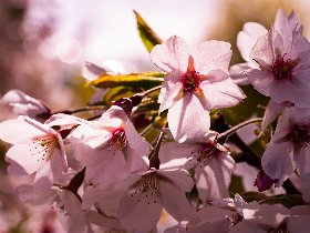 Ostern in Bonn – Frühlingserwachen unter blühenden Kirschbäumen - 3 Tage