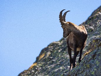Wanderurlaub inkl. Steinbockwanderung und Bergbahn-Nutzung in Tirol | 7 Nächte 