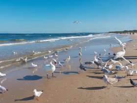 Inselhopping Usedom, Wollin & Kaseburg - Abenteuerurlaub in Polen | 4 Nächte